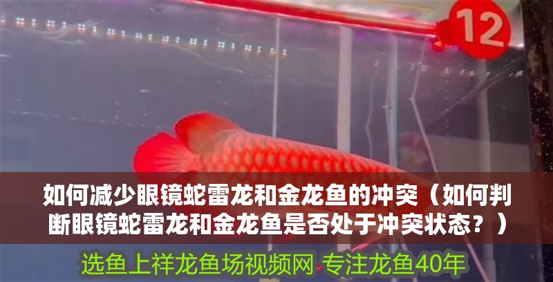 如何減少眼鏡蛇雷龍和金龍魚的沖突（如何判斷眼鏡蛇雷龍和金龍魚是否處于沖突狀態？）