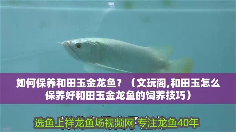 如何保養(yǎng)<strong><mark>和田</mark></strong>玉金龍魚？（文玩閣,<strong><mark>和田</mark></strong>玉怎么保養(yǎng)好<strong><mark>和田</mark></strong>玉金龍魚的飼養(yǎng)技巧）