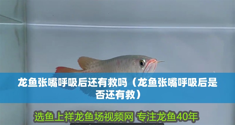 龍魚張嘴呼吸后還有救嗎（龍魚張嘴呼吸后是否還有救）