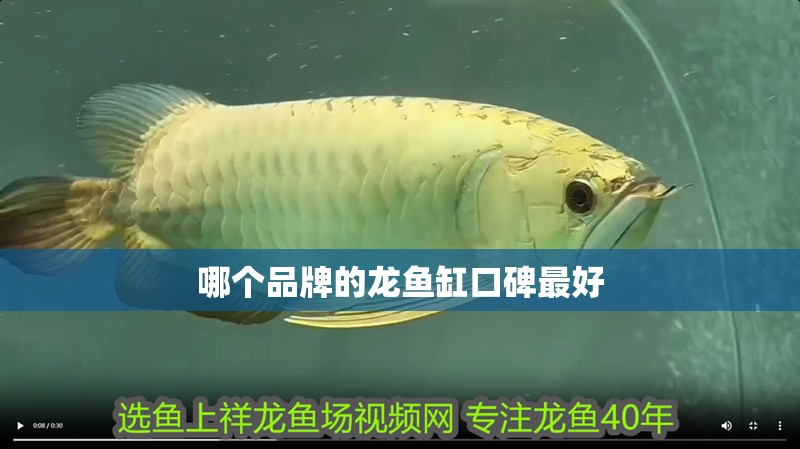 哪個品牌的龍魚缸口碑最好