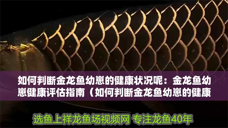 如何判斷金龍魚幼崽的健康狀況呢：金龍魚幼崽健康評估指南（如何判斷金龍魚幼崽的健康狀況）