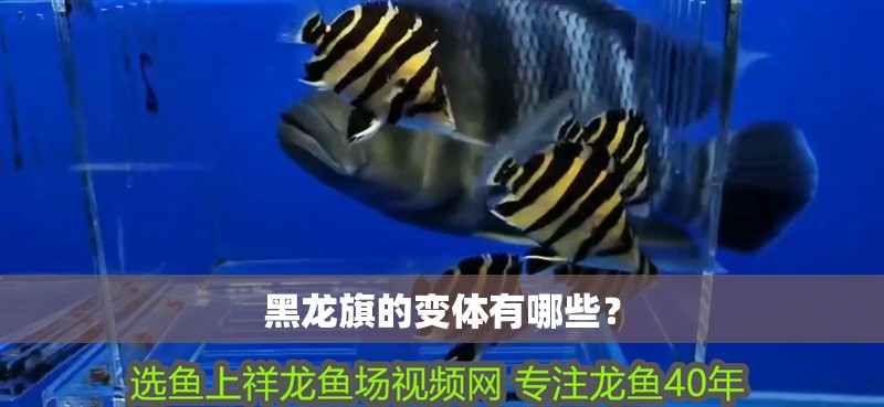 黑龍旗的變體有哪些？ 黑龍旗的變體有哪些？ 龍魚百科