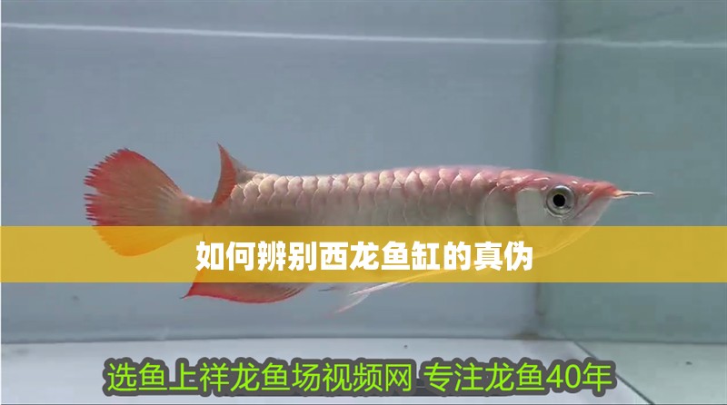 如何辨別西龍魚缸的真偽