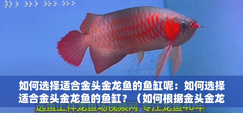 如何選擇適合金頭金龍魚的魚缸呢：如何選擇適合金頭金龍魚的魚缸？（如何根據金頭金龍魚的特性來選擇適合的魚缸）