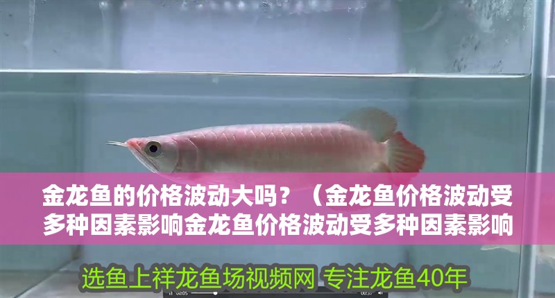 金龍魚的價格波動大嗎？（金龍魚價格波動受多種因素影響金龍魚價格波動受多種因素影響）