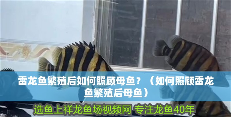 雷龍魚繁殖后如何照顧母魚？（如何照顧雷龍魚繁殖后母魚）