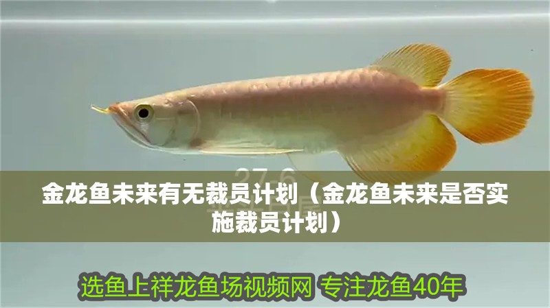 金龍魚未來有無裁員計(jì)劃（金龍魚未來是否實(shí)施裁員計(jì)劃）