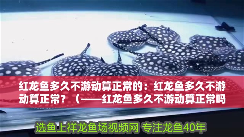 紅龍魚多久不游動算正常的：紅龍魚多久不游動算正常？（——紅龍魚多久不游動算正常嗎）