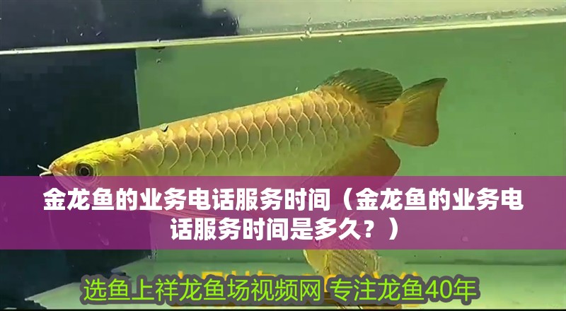 金龍魚的業(yè)務(wù)電話服務(wù)時間（金龍魚的業(yè)務(wù)電話服務(wù)時間是多久？）