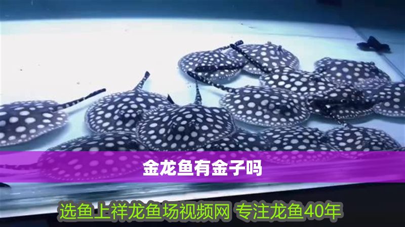 金龍魚有金子嗎