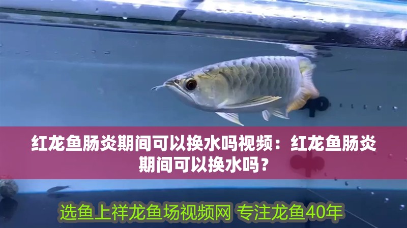 紅龍魚腸炎期間可以換水嗎視頻：紅龍魚腸炎期間可以換水嗎？