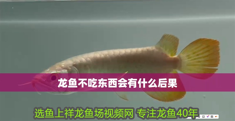龍魚不吃東西會有什么后果