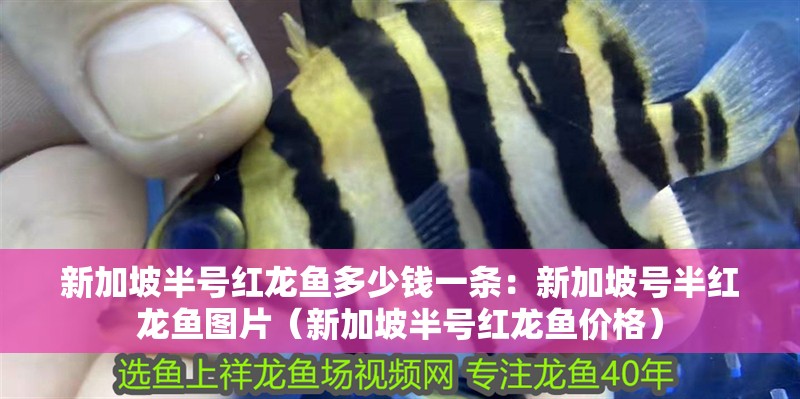 新加坡半號紅龍魚多少錢一條：新加坡號半紅龍魚圖片（新加坡半號紅龍魚價格）