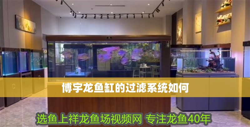 魚在佛教中的象征意義,從生命到解脫的深邃寓意 博宇龍魚缸的過濾系統如何 龍魚百科 博宇龍魚缸的過濾系統如何 博宇龍魚缸的過濾系統如何 龍魚百科