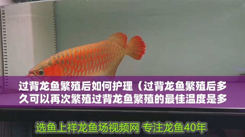 過背龍魚繁殖后如何護理（過背龍魚繁殖后多久可以再次繁殖過背龍魚繁殖的最佳溫度是多少）