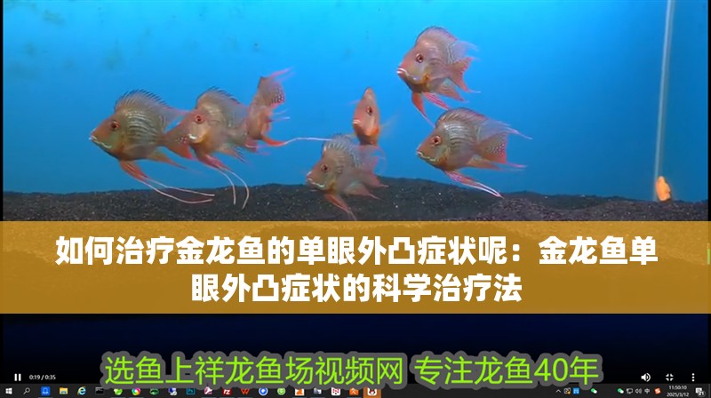如何治療金龍魚的單眼外凸癥狀呢：金龍魚單眼外凸癥狀的科學治療法