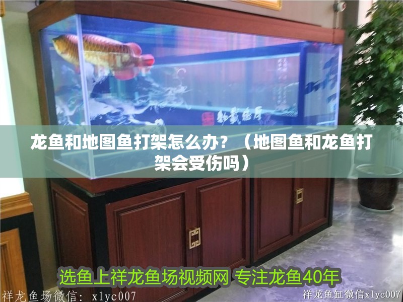 龍魚和地圖魚打架怎么辦？（地圖魚和龍魚打架會受傷嗎）