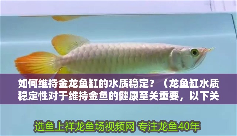 如何維持金龍魚缸的水質穩定？（龍魚缸水質穩定性對于維持金魚的健康至關重要，以下關鍵步驟和技巧）