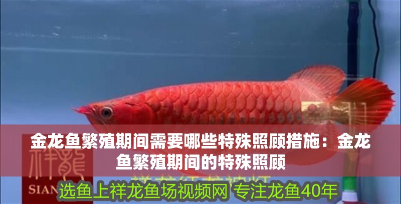 金龍魚繁殖期間需要哪些特殊照顧措施：金龍魚繁殖期間的特殊照顧