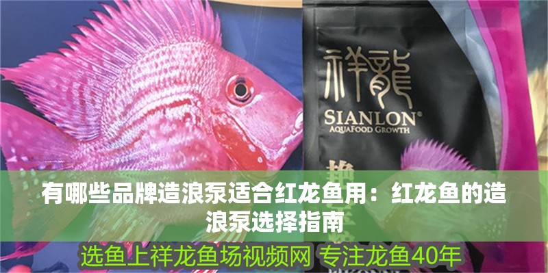 有哪些品牌造浪泵適合紅龍魚用：紅龍魚的造浪泵選擇指南