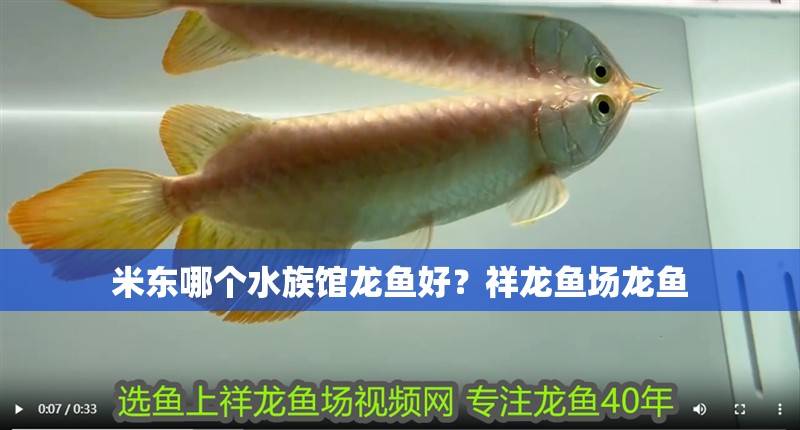 米東哪個水族館龍魚好？祥龍魚場龍魚