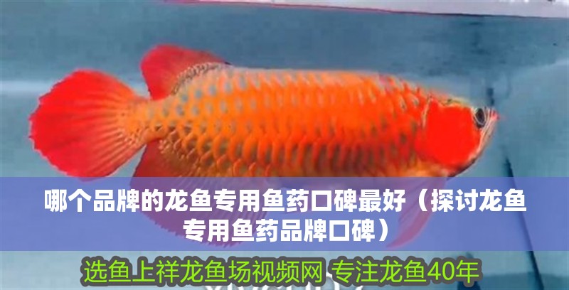 哪個品牌的龍魚專用魚藥口碑最好（探討龍魚專用魚藥品牌口碑） 哪個品牌的龍魚專用魚藥口碑最好（探討龍魚專用魚藥品牌口碑） 龍魚百科