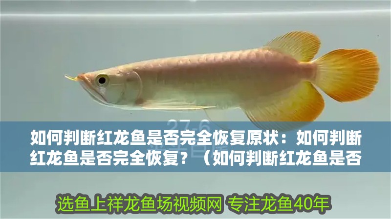如何判斷紅龍魚是否完全恢復原狀：如何判斷紅龍魚是否完全恢復？（如何判斷紅龍魚是否完全恢復健康的紅龍魚是否完全恢復）
