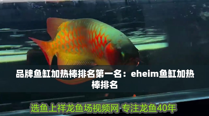品牌魚缸加熱棒排名第一名：eheim魚缸加熱棒排名