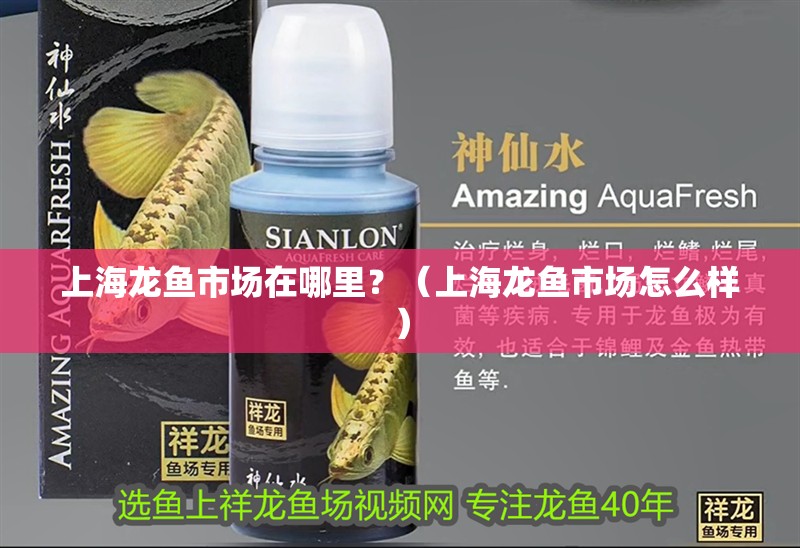 <strong><mark>上海</mark></strong>龍魚市場在哪里？（<strong><mark>上海</mark></strong>龍魚市場怎么樣）