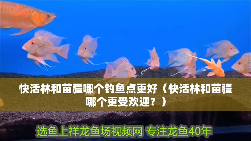 快活林和苗疆哪個釣魚點更好（快活林和苗疆哪個更受歡迎？）