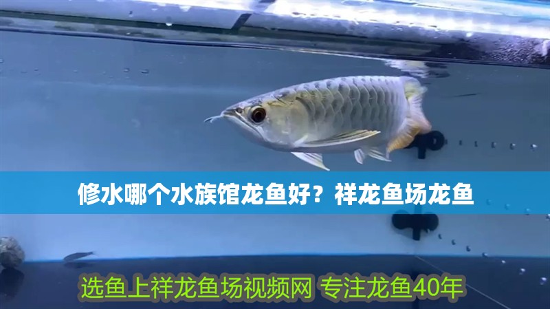 修水哪個水族館龍魚好？祥龍魚場龍魚