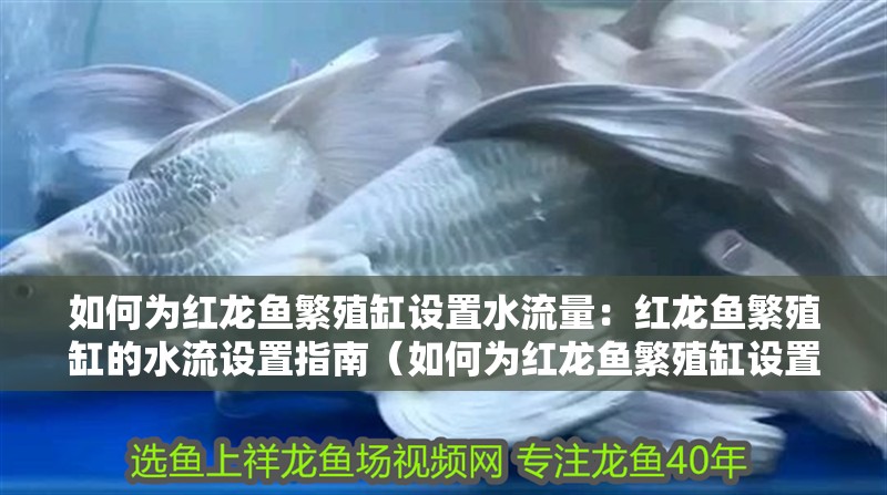 如何為紅龍魚繁殖缸設置水流量：紅龍魚繁殖缸的水流設置指南（如何為紅龍魚繁殖缸設置合適的水流）