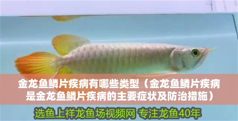 金龍魚鱗片疾病有哪些類型（金龍魚鱗片疾病是金龍魚鱗片疾病的主要癥狀及防治措施）