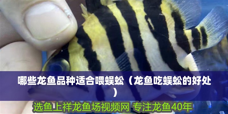 哪些龍魚品種適合喂蜈蚣（龍魚吃蜈蚣的好處）