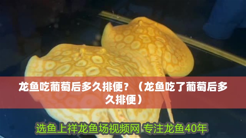 龍魚吃葡萄后多久排便？（龍魚吃了葡萄后多久排便）