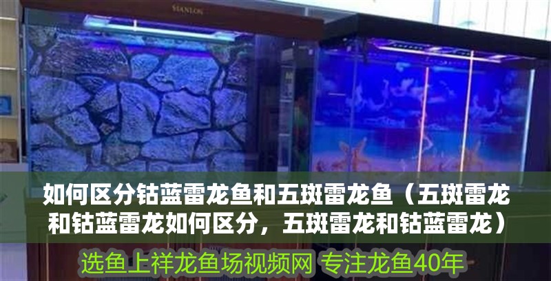 如何區分鈷藍雷龍魚和五斑雷龍魚（五斑雷龍和鈷藍雷龍如何區分，五斑雷龍和鈷藍雷龍） 如何區分鈷藍雷龍魚和五斑雷龍魚（五斑雷龍和鈷藍雷龍如何區分，五斑雷龍和鈷藍雷龍） 龍魚百科