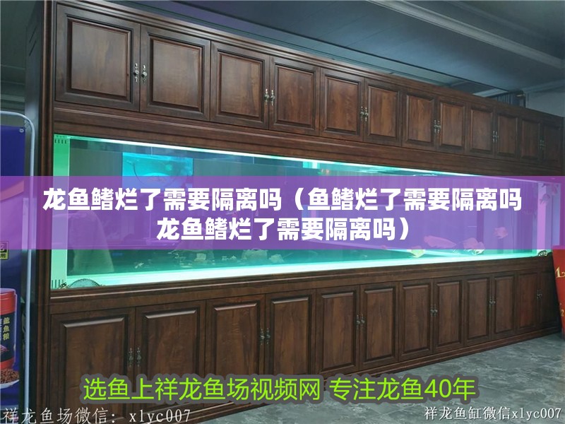 龍魚鰭爛了需要隔離嗎（魚鰭爛了需要隔離嗎龍魚鰭爛了需要隔離嗎）