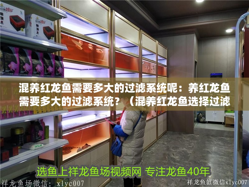 混養(yǎng)紅龍魚需要多大的過濾系統(tǒng)呢：養(yǎng)紅龍魚需要多大的過濾系統(tǒng)？（混養(yǎng)紅龍魚選擇過濾系統(tǒng)）