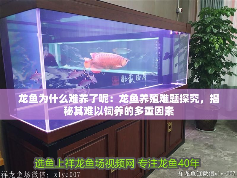 龍魚為什么難養(yǎng)了呢：龍魚養(yǎng)殖難題探究，揭秘其難以飼養(yǎng)的多重因素