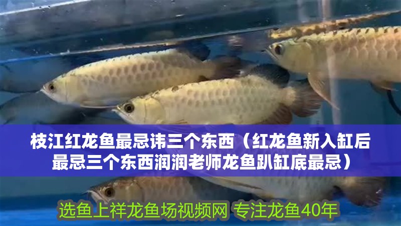 <strong><mark>枝江</mark></strong>紅龍魚最忌諱三個東西（紅龍魚新入缸后最忌三個東西潤潤老師龍魚趴缸底最忌）