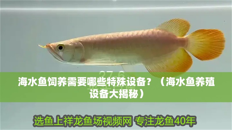 海水魚飼養需要哪些特殊設備？（海水魚養殖設備大揭秘）