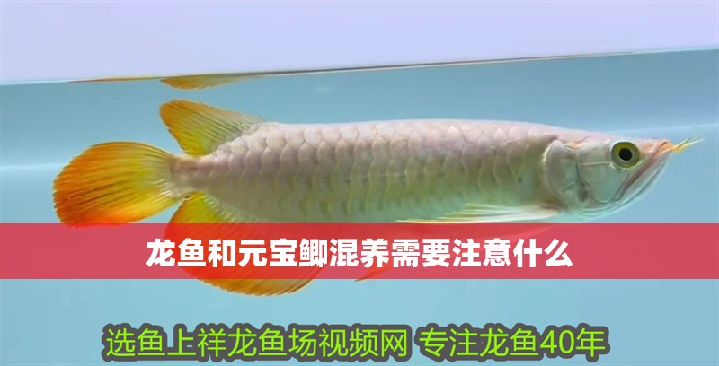 龍魚和元寶鯽混養需要注意什么