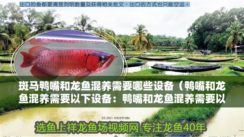 斑馬鴨嘴和龍魚混養需要哪些設備（鴨嘴和龍魚混養需要以下設備：鴨嘴和龍魚混養需要以下設備）