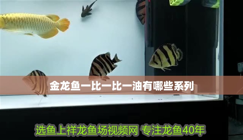 金龍魚一比一比一油有哪些系列