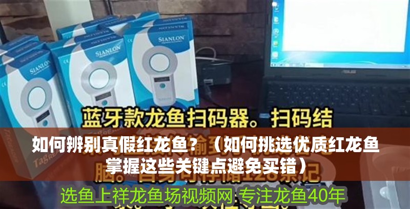 如何辨別真假紅龍魚(yú)？（如何挑選優(yōu)質(zhì)紅龍魚(yú)掌握這些關(guān)鍵點(diǎn)避免買(mǎi)錯(cuò)）