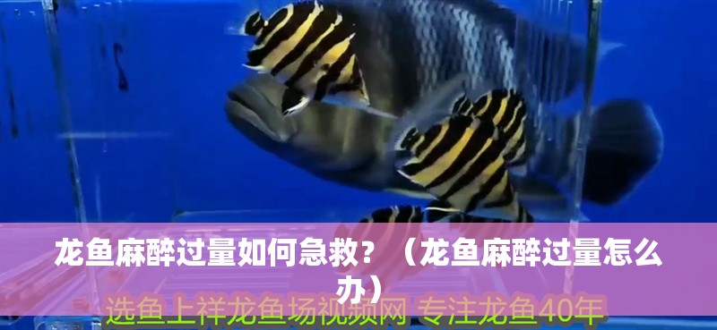 龍魚麻醉過量如何急救？（龍魚麻醉過量怎么辦）