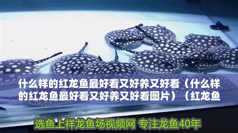 什么樣的紅龍魚最好看又好養(yǎng)又好看（什么樣的紅龍魚最好看又好養(yǎng)又好看圖片）（紅龍魚什么品種好）