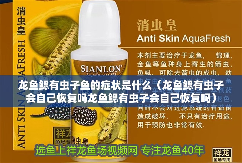 龍魚鰓有蟲子魚的癥狀是什么（龍魚鰓有蟲子會自己恢復嗎龍魚鰓有蟲子會自己恢復嗎）