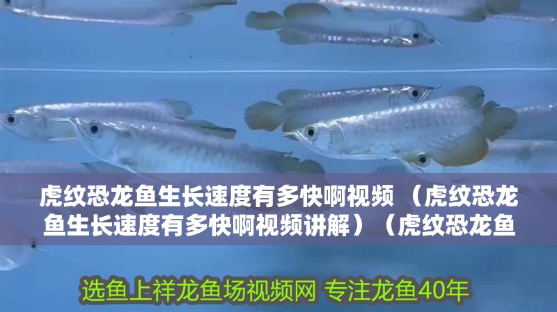 虎紋恐龍魚生長速度有多快啊視頻 （虎紋恐龍魚生長速度有多快啊視頻講解）（虎紋恐龍魚的生長速度）