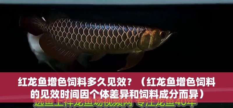 紅龍魚增色飼料多久見效？（紅龍魚增色飼料的見效時間因個體差異和飼料成分而異）